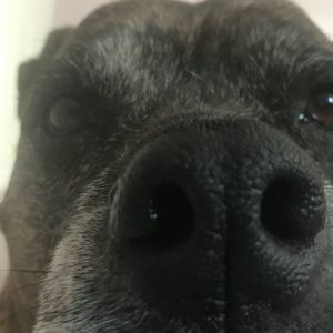 Meet your Posher, Debbie raymond